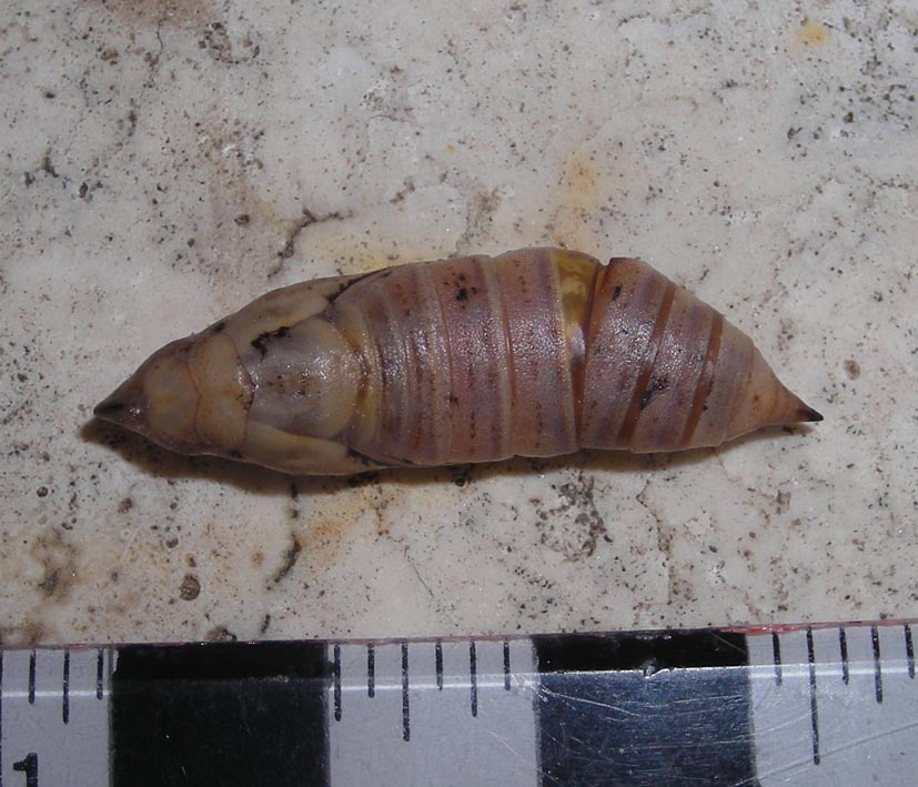 Pupa di Macroglossum stellatarum